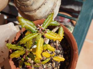 Boswellia-nana-flowering.jpg